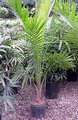 Majesty Palm